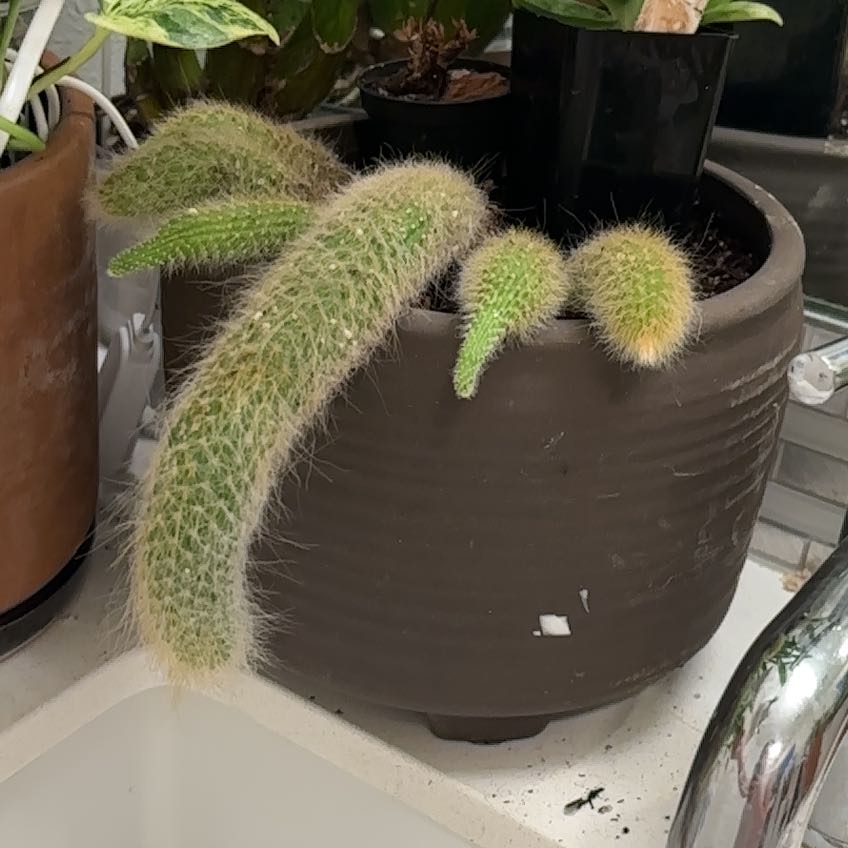 Photo of the plant species Monkey Tail Cactus by @ZingFeverfew17 named Pax on Greg, the plant care app
