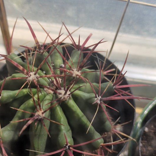 Photo of the plant species Devil's Pincushion by @KnightRadish16 named Prince on Greg, the plant care app