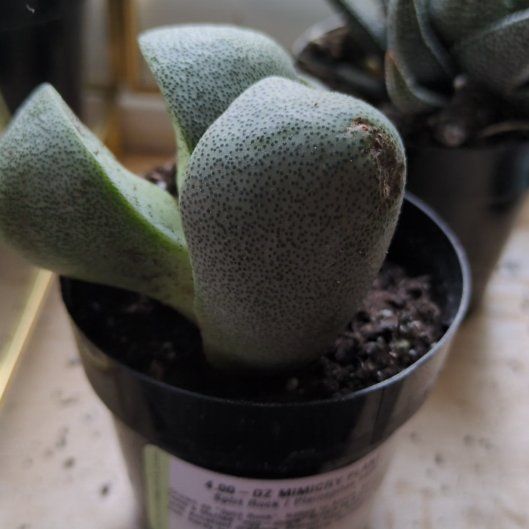 Photo of the plant species Mimicry Asstd. by @KnightRadish16 named Sproutacus on Greg, the plant care app