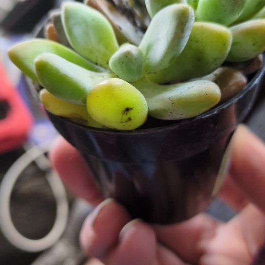 Photo of the plant species Graptosedum 'Blue Giant' by @KnightRadish16 named Diana on Greg, the plant care app