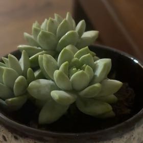 Photo of the plant species Sedeveria 'Blue Elf' by @SunnyCacto75 named Leaf Erickson on Greg, the plant care app