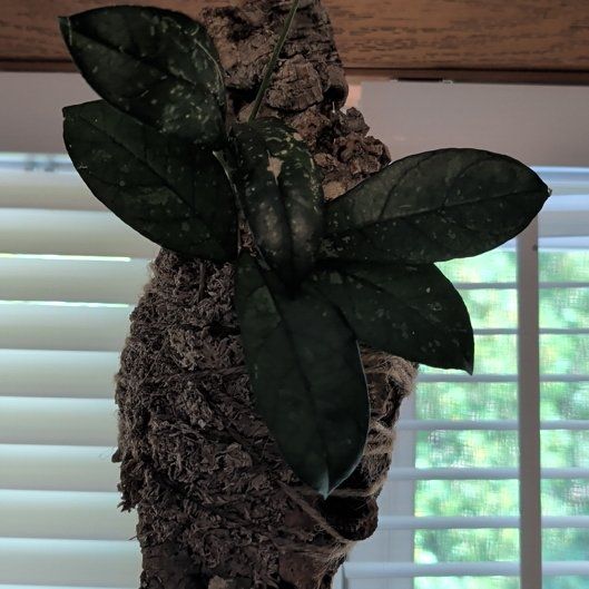 Photo of the plant species Bleeding Heart Vine by @NewGuapilla64 named Scarlett on Greg, the plant care app