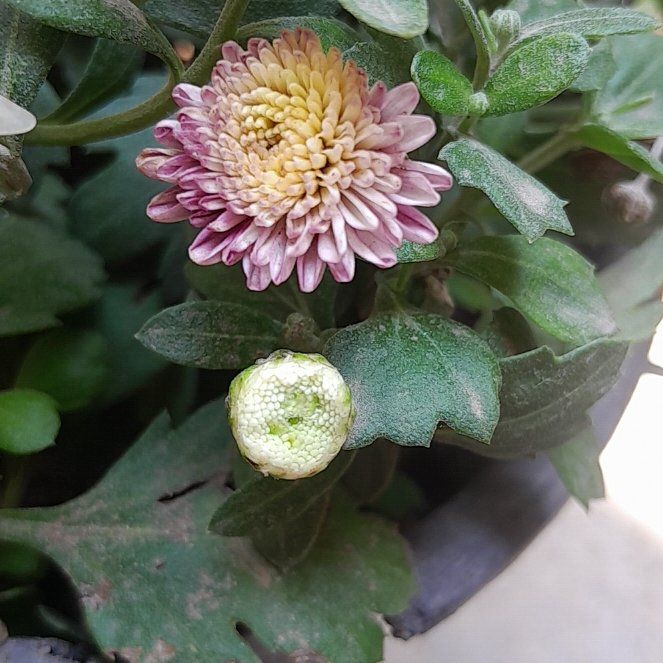 Photo of the plant species Florist's Daisy by @ReverentLime53 named Daisy on Greg, the plant care app