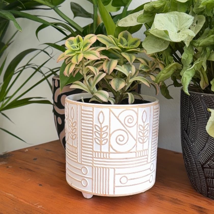 Photo of the plant species Aeonium 'Kiwi' by @PlayfulPersia79 named Maya on Greg, the plant care app