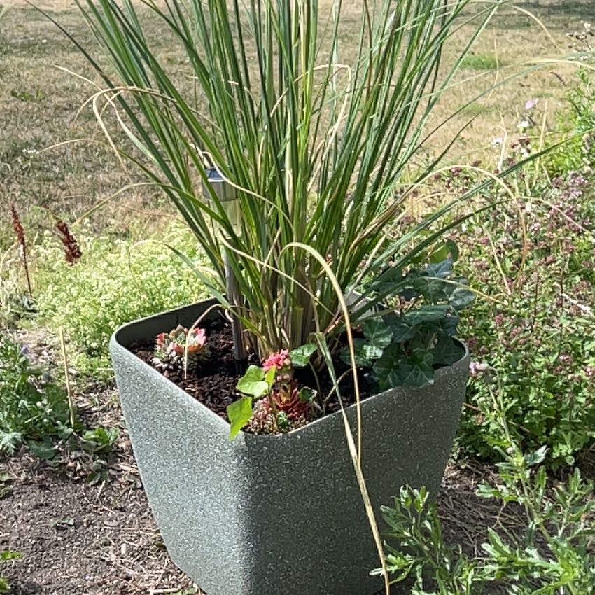 Photo of the plant species Pampas Grass by @GoldGray76 named Harry on Greg, the plant care app