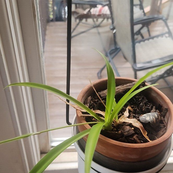 Photo of the plant species Pregnant Onion by @PoshSedge46 named Demi on Greg, the plant care app