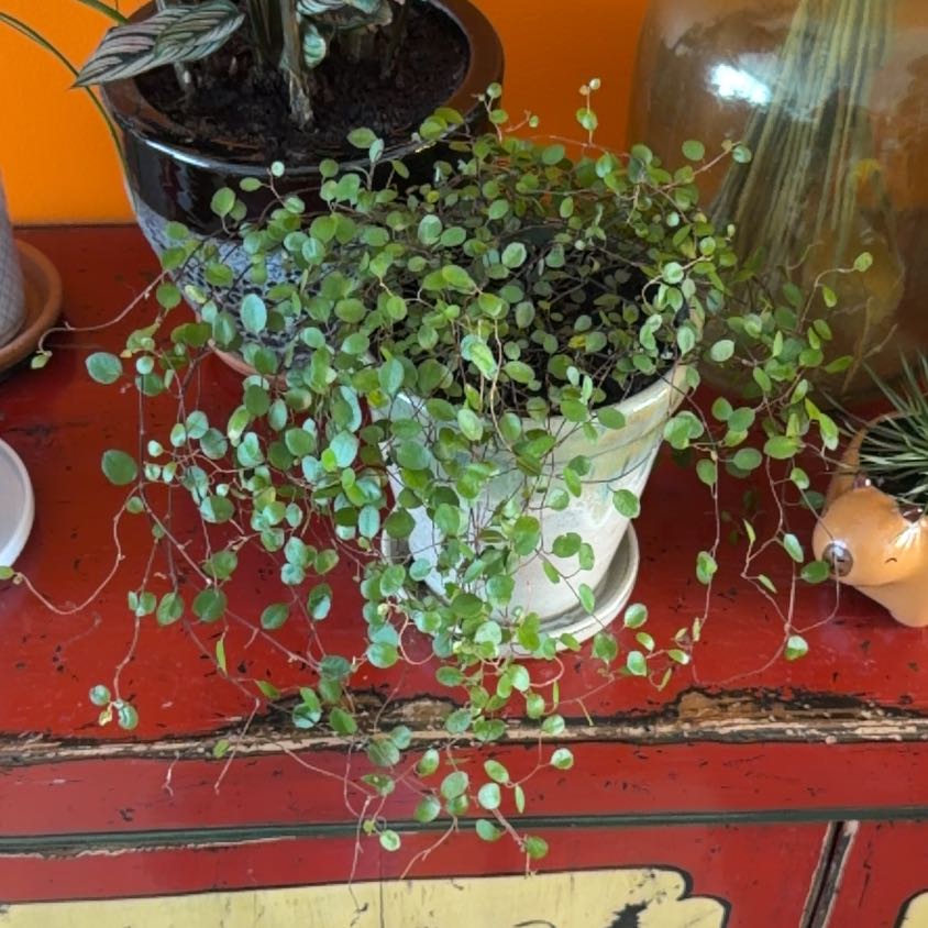 Photo of the plant species Sprawling Wirevine by @YiftSedge23 named Diana on Greg, the plant care app