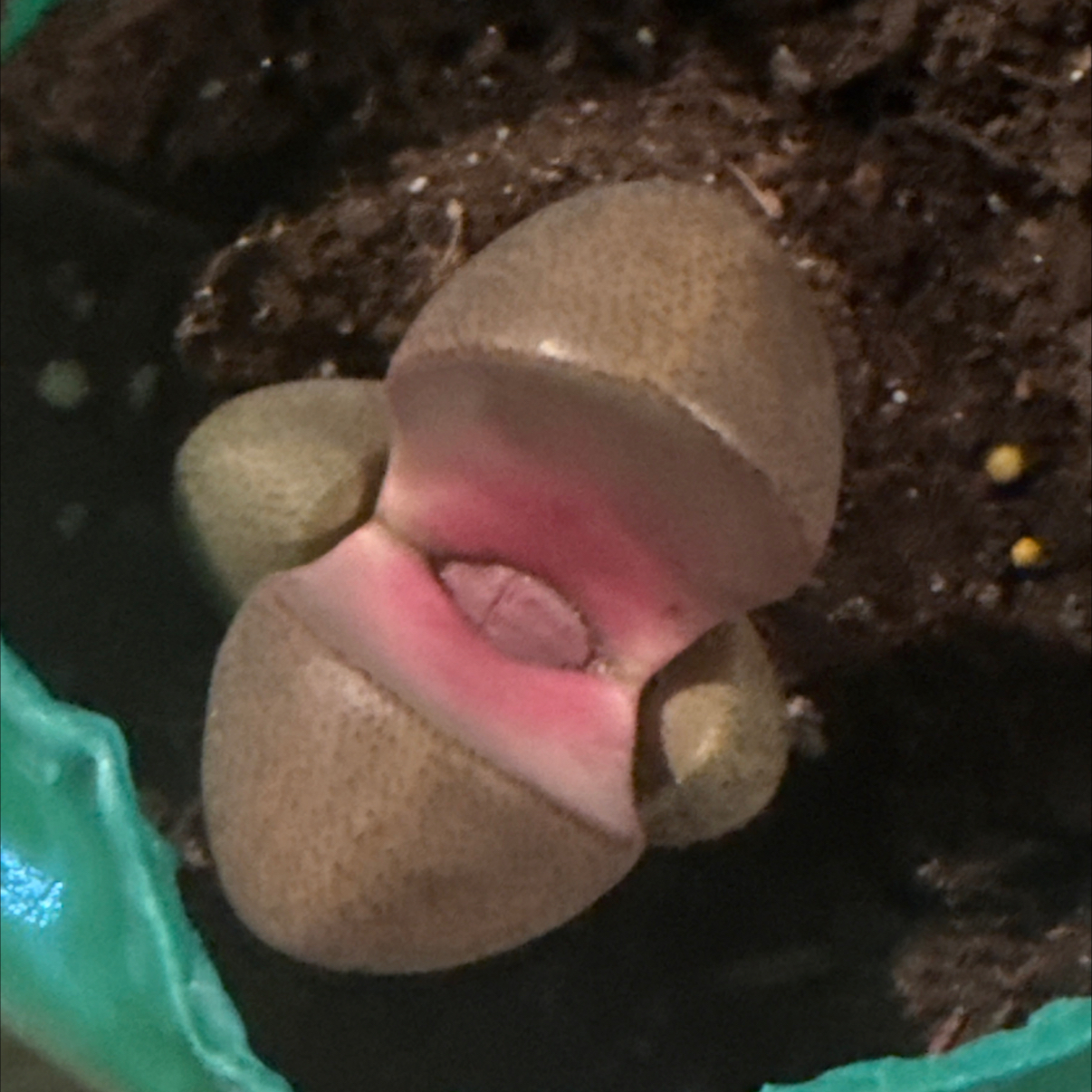 Photo of the plant species Royal Flush Split Rock by @RadConecatus64 named Achilles on Greg, the plant care app