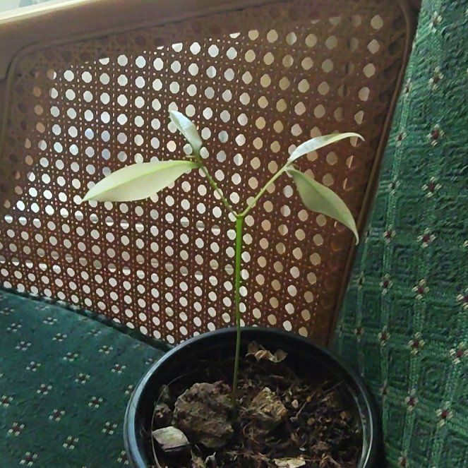Photo of the plant species Lychee by @RareFruitGrower named Fernie Mac on Greg, the plant care app