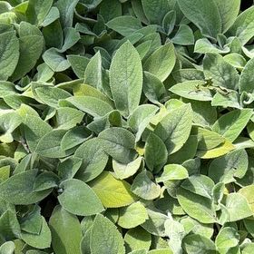 Photo of the plant species Lamb's Ear by @SinewyPaleflax named Daphne on Greg, the plant care app