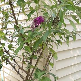 Photo of the plant species Orange Eye Butterflybush by @SinewyPaleflax named Bella on Greg, the plant care app