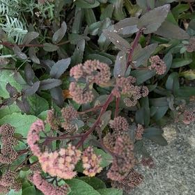 Photo of the plant species Witch's Moneybags by @SinewyPaleflax named Nemo on Greg, the plant care app