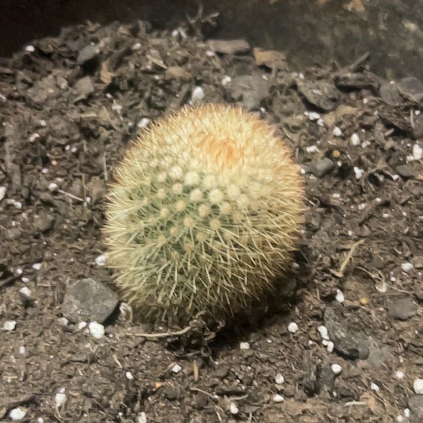 Photo of the plant species Mammillaria densispina by @TastyPeony63 named Michelle Branch on Greg, the plant care app