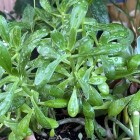 Photo of the plant species Tree Stonecrop by @FitDogrose51 named Ulysses S Plant on Greg, the plant care app