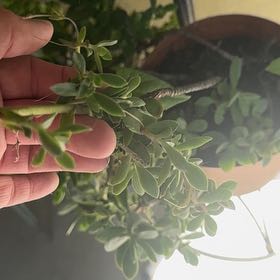 Photo of the plant species Texas Barometer Bush by @LitheCobnut18 named ChloroPhil on Greg, the plant care app