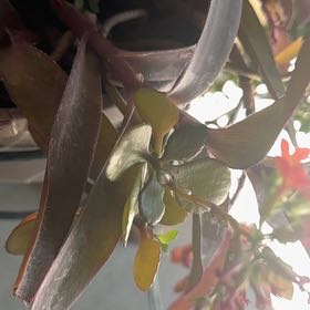 Photo of the plant species Pig's Ear by @LitheCobnut18 named Nemo on Greg, the plant care app