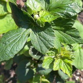 Photo of the plant species Black Currant by @FlashyOakmoss3 named Keanu Leaves on Greg, the plant care app