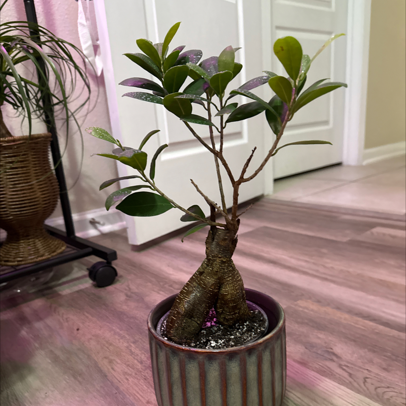 Photo of the plant species Ficus Bonsai by @CantBeLeafIt named Naomi on Greg, the plant care app