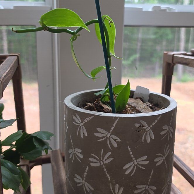 Photo of the plant species Flat Leafed Vanilla by @ZingIceplant24 named Plato on Greg, the plant care app