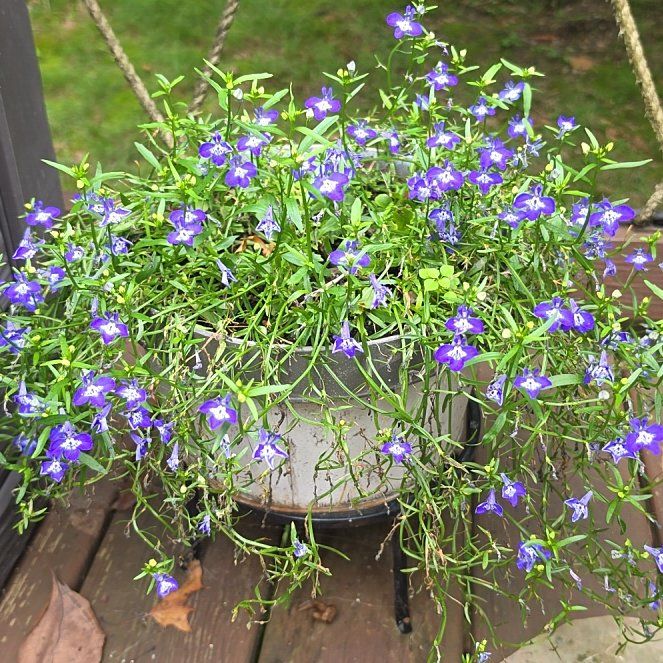Photo of the plant species Edging Lobelia by @ZingIceplant24 named Sproutacus on Greg, the plant care app