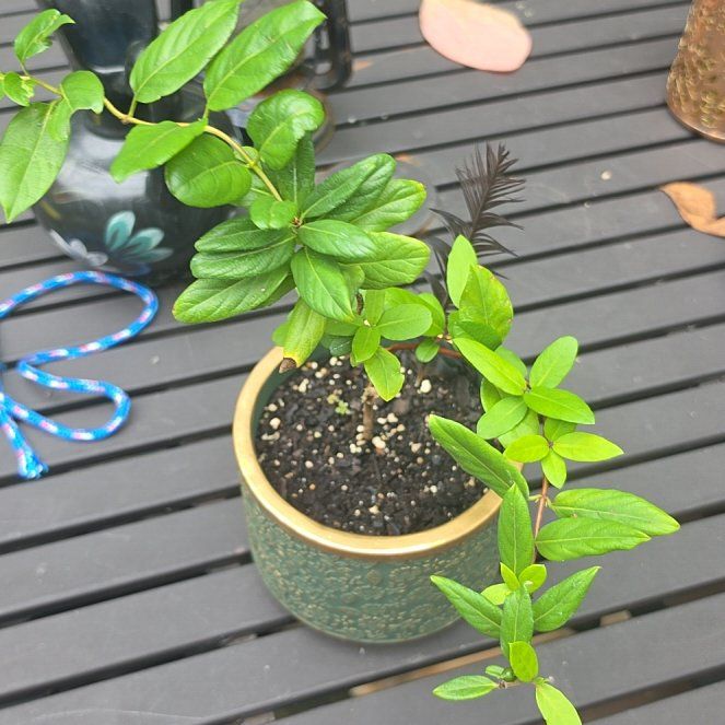 Photo of the plant species Japanese Honeysuckle by @ZingIceplant24 named Curie on Greg, the plant care app