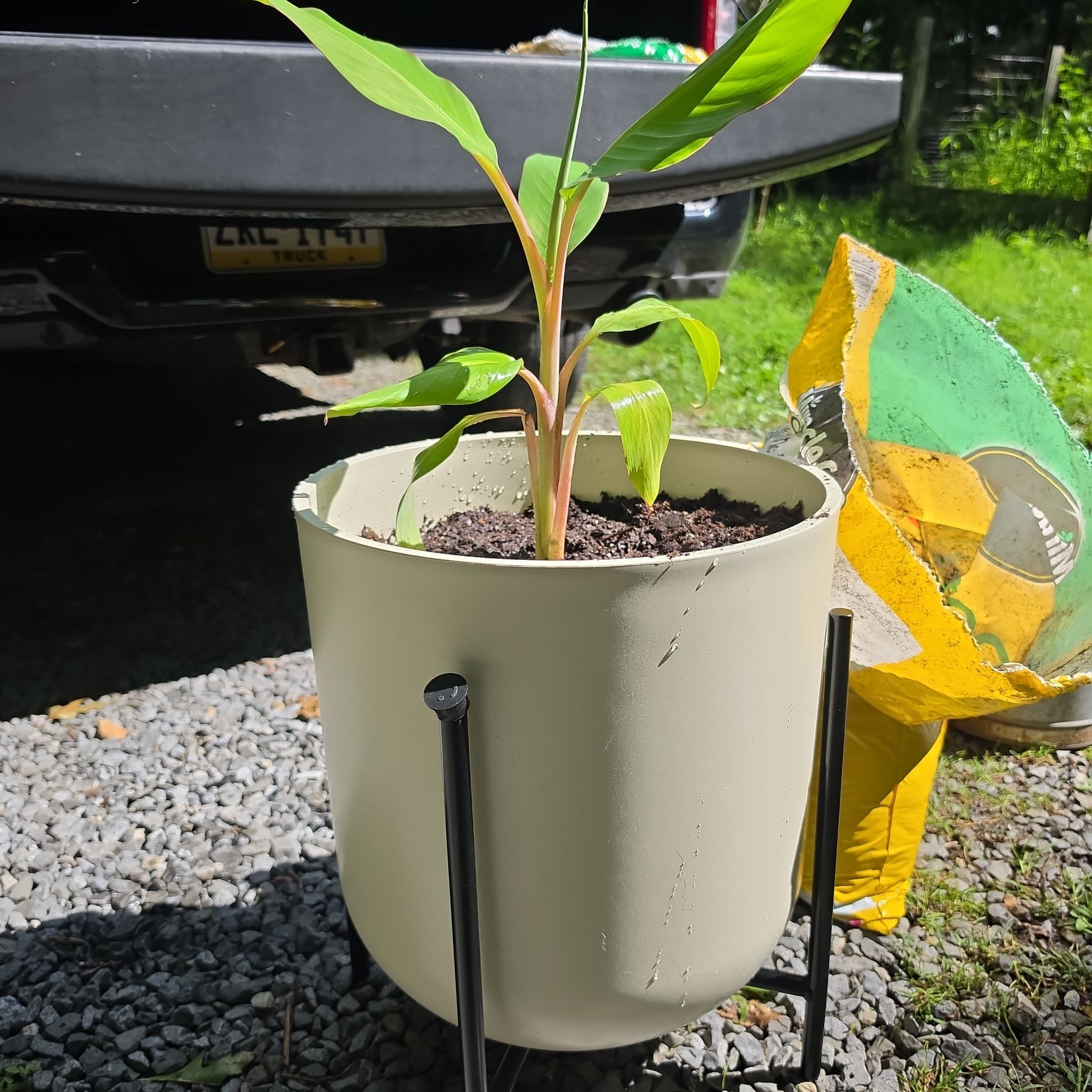 Photo of the plant species Banana Plant by @ZingIceplant24 named da Vinci on Greg, the plant care app