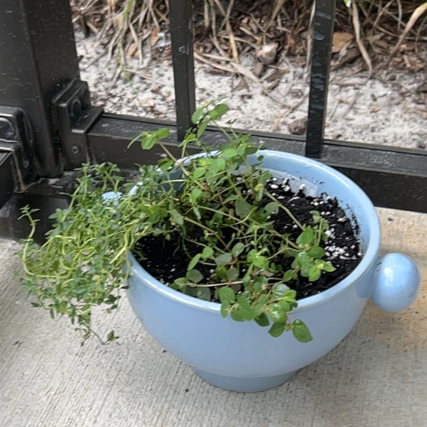 Photo of the plant species Lemon Thyme by @EminentMango41 named Remington on Greg, the plant care app