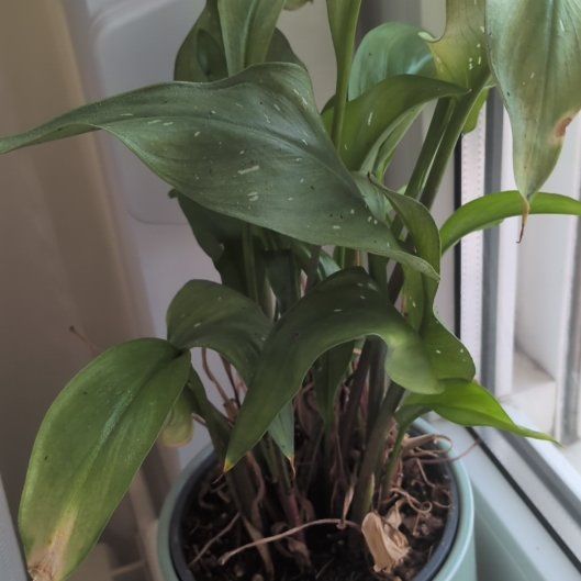 Photo of the plant species Zantedeschia rehmannii by @FullCostmary38 named Sanders on Greg, the plant care app