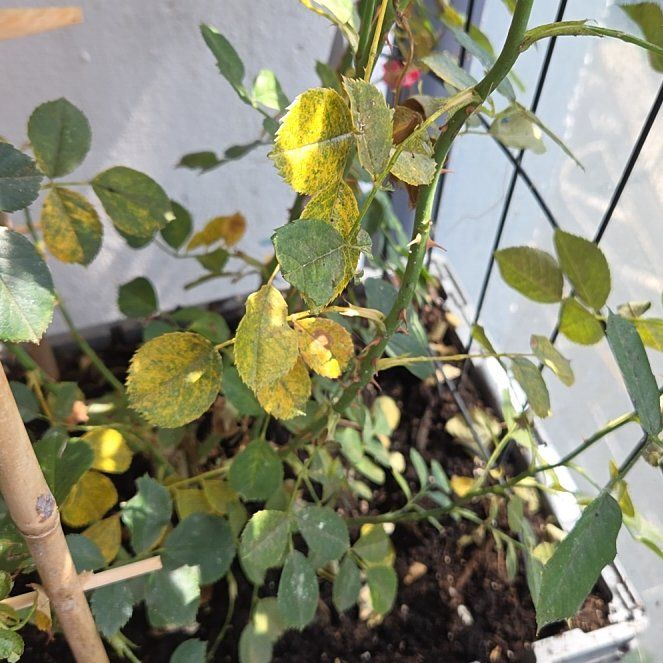 Photo of the plant species Dog Rose by @SportyMarimo7 named Dax on Greg, the plant care app
