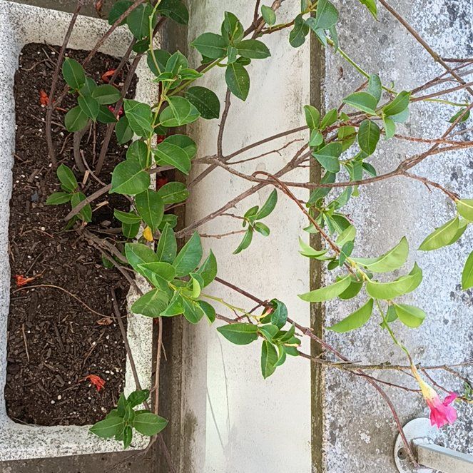 Photo of the plant species Coral Honeysuckle by @LordWaxivy29 named Foxxy on Greg, the plant care app