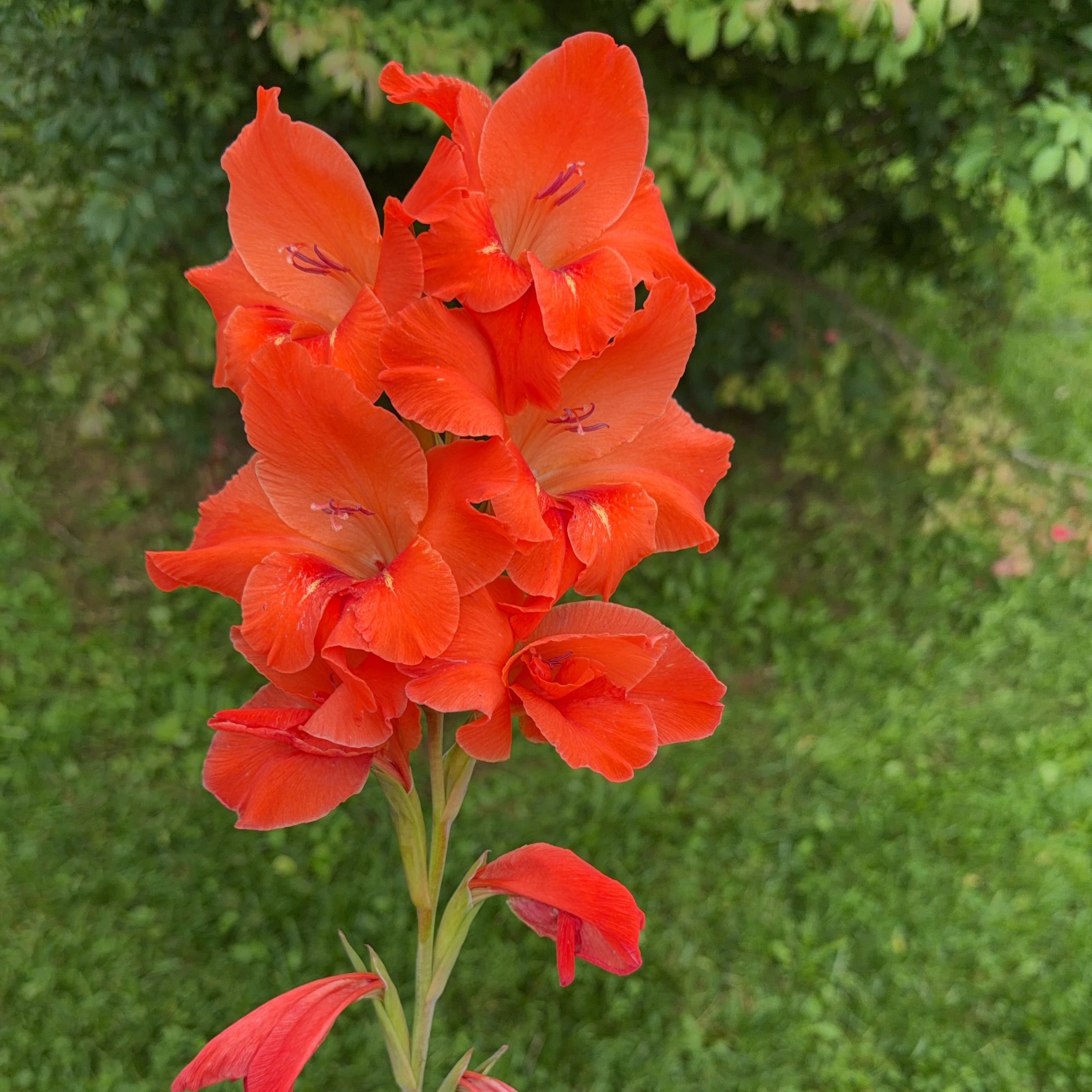 Photo of the plant species Gladiolus by @GourmetGollum27 named Navajo on Greg, the plant care app