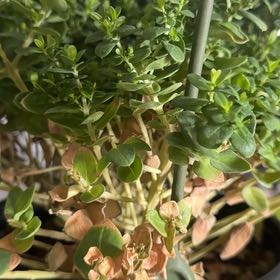 Photo of the plant species Sweet Pea Bush by @AlwaysWaxivy22 named Sproutacus on Greg, the plant care app