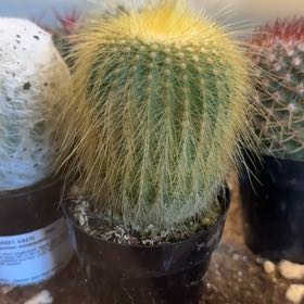 Photo of the plant species Notocactus leninghausii by @GlowingLentil22 named Kardashian on Greg, the plant care app