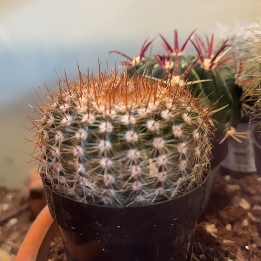 Photo of the plant species Cinnamon Cactus by @GlowingLentil22 named Osmo on Greg, the plant care app