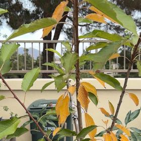 Photo of the plant species Sweet Cherry by @StoutMystax87 named Osmo on Greg, the plant care app