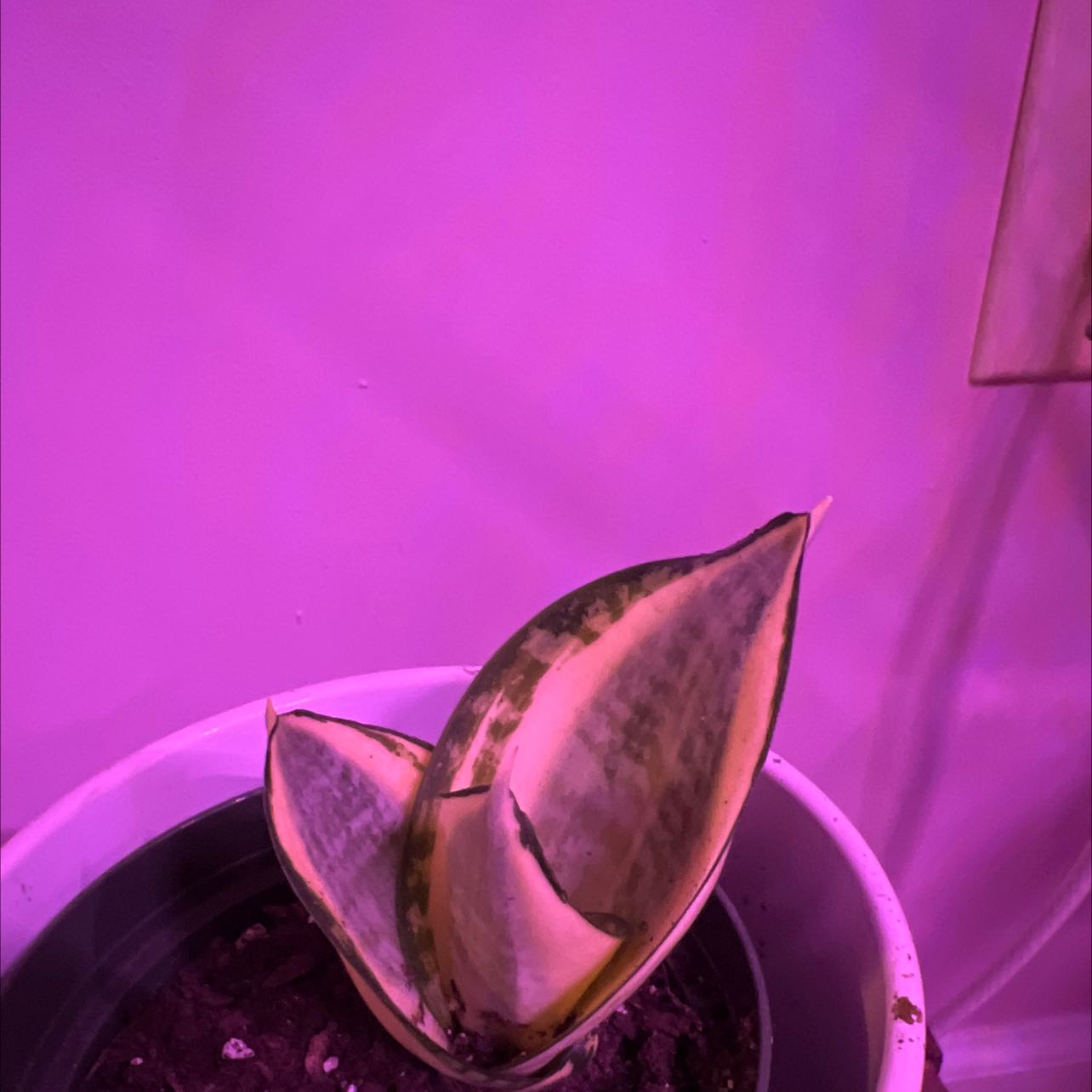Sansevieria 'Lauren' plant in a pot with visible soil and some yellowing and browning leaves.