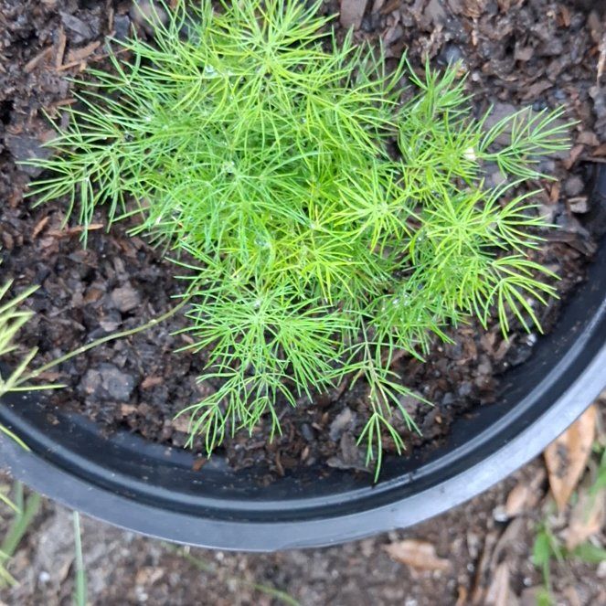 Photo of the plant species Dill by @YesTarbush62 named Lola on Greg, the plant care app