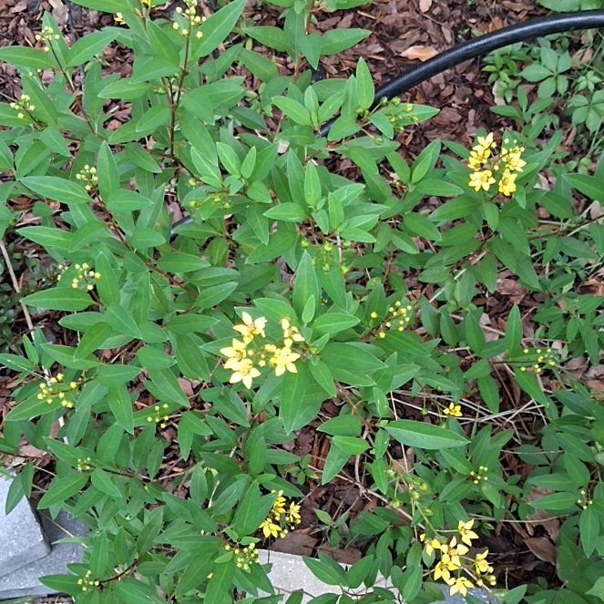 Photo of the plant species Wild Privet by @YesTarbush62 named Leonardo on Greg, the plant care app