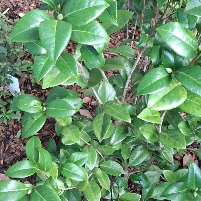 Photo of the plant species Camellia by @YesTarbush62 named Treeyoncé on Greg, the plant care app