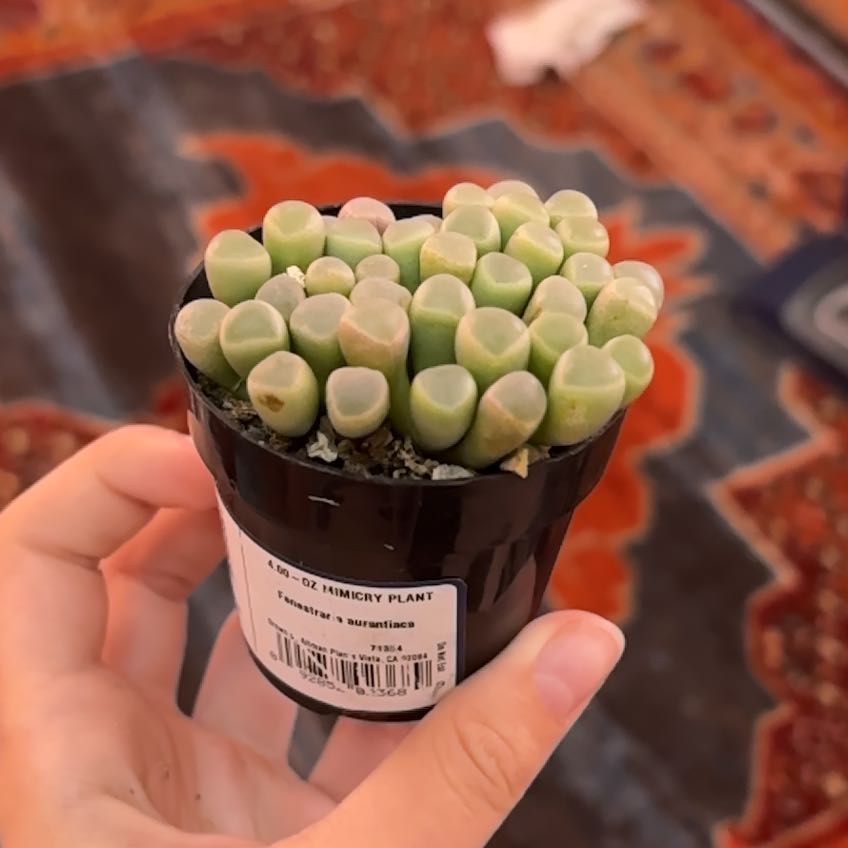 Photo of the plant species Baby Toes by @SizzlingCanna18 named Kesha on Greg, the plant care app