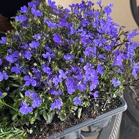 Photo of the plant species Edging Lobelia by @WinOleaster47 named Pax on Greg, the plant care app