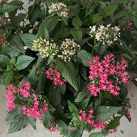 Photo of the plant species Egyptian Starcluster by @WinOleaster47 named Girlfrond on Greg, the plant care app