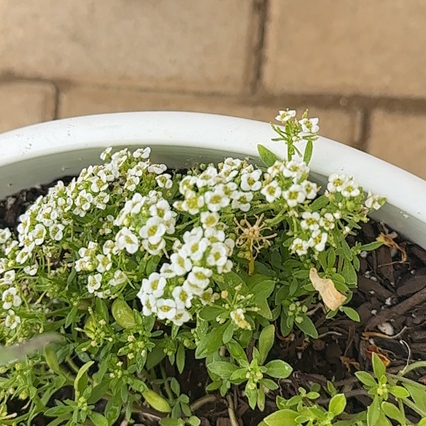 Photo of the plant species Sweet Alyssum by @WinOleaster47 named Beckham on Greg, the plant care app