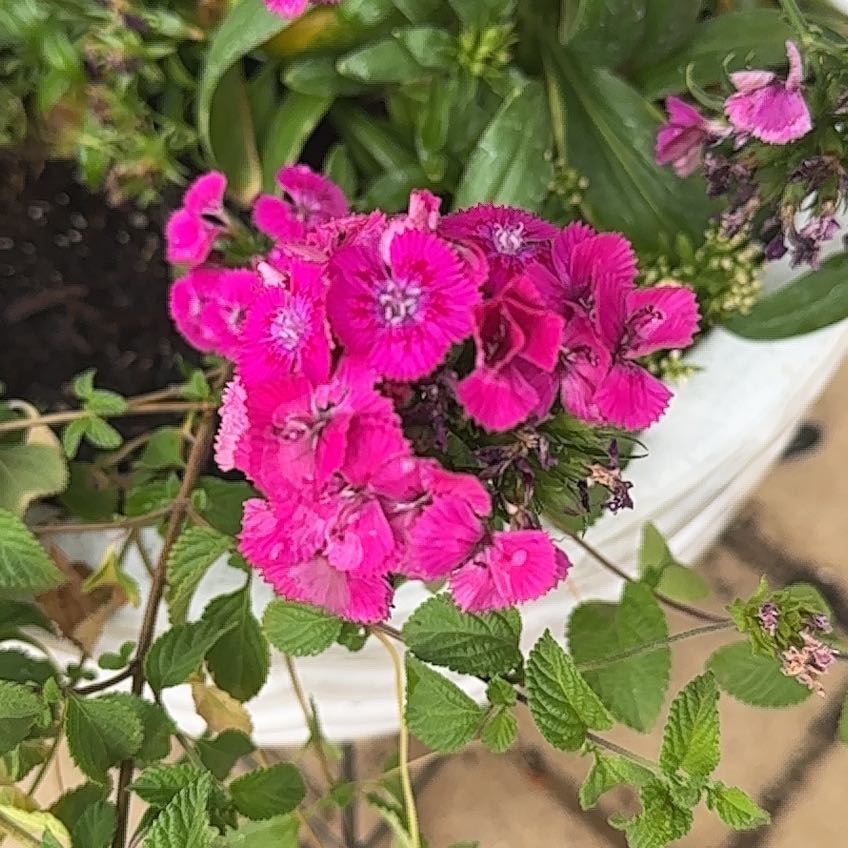 Photo of the plant species Sweet William by @WinOleaster47 named Gobi on Greg, the plant care app