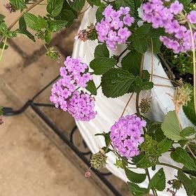 Photo of the plant species Purple Lantana by @WinOleaster47 named Khaleesi on Greg, the plant care app