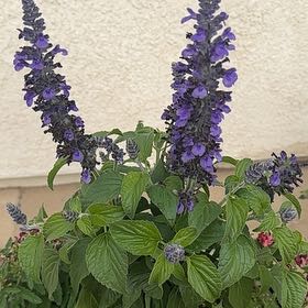 Photo of the plant species Mealycup Sage by @WinOleaster47 named Rainier on Greg, the plant care app