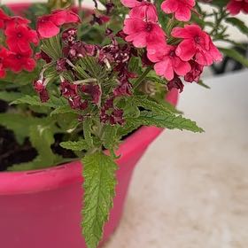 Photo of the plant species Slender Vervain by @WinOleaster47 named Sir Plancelot on Greg, the plant care app