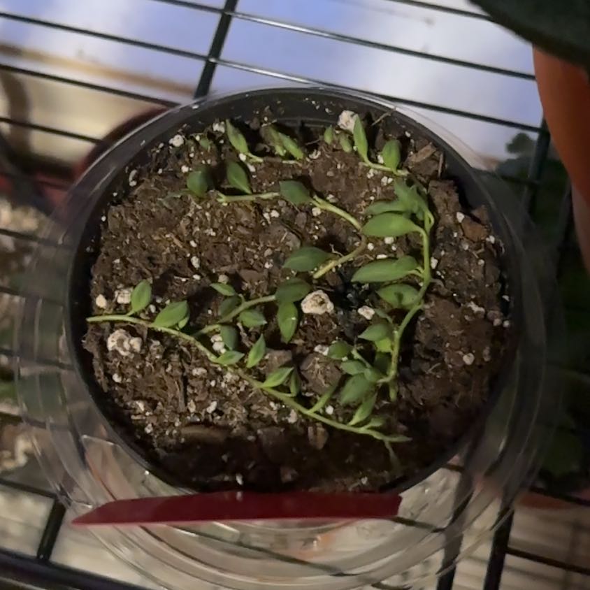 Photo of the plant species String of Tears by @thesunroom named Doja Cat on Greg, the plant care app