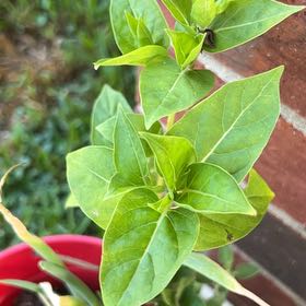Photo of the plant species Marvel of Peru by @ZealousChia0 named Anne on Greg, the plant care app
