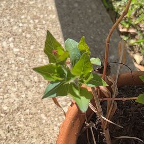 Photo of the plant species Marvel of Peru by @ZealousChia0 named Gregarious on Greg, the plant care app